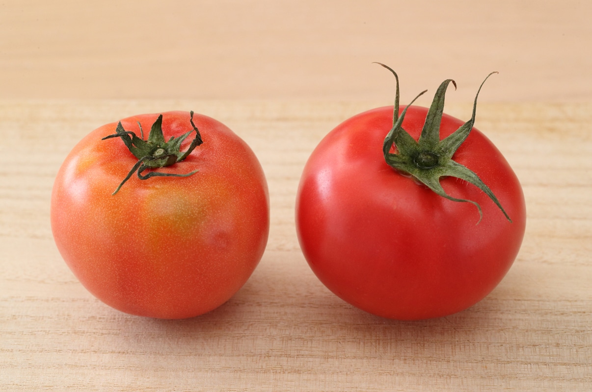写真：へたがピンとして真っ赤に熟しているのが右のトマト