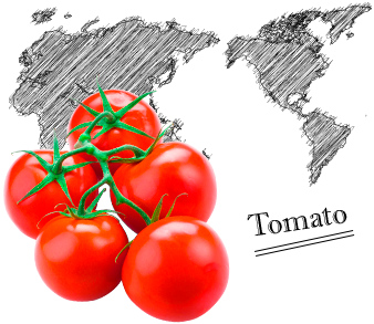 Tomato