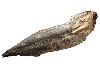 画像：宗田かつお写真