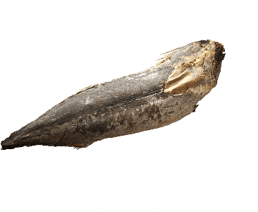 画像：宗田かつお写真