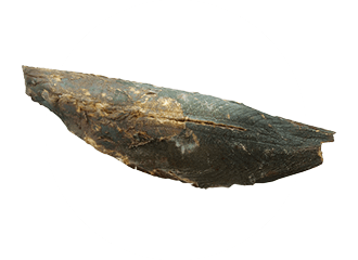 画像：まぐろ写真