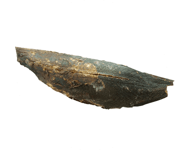 画像：まぐろ写真