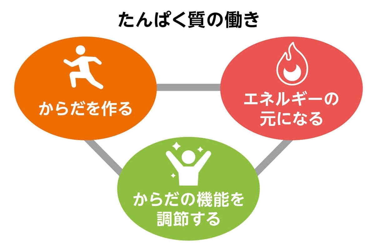 たんぱく質の働き（イメージ）：からだを作る、エネルギーの元になる、からだの機能を調節する