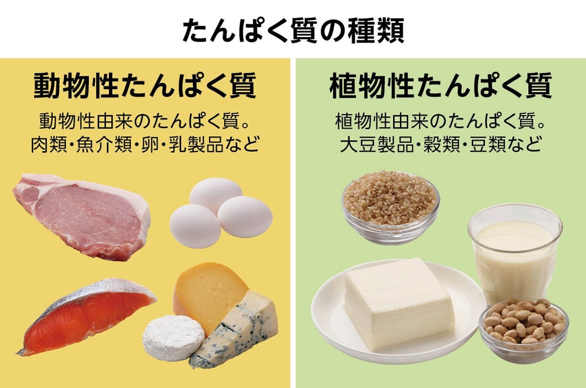 たんぱく質の種類：動物性由来のたんぱく質で肉類、魚介類、卵、乳製品などに含まれる動物性たんぱく質、植物性由来のたんぱく質で大豆製品、穀類、豆類などに含まれる植物性たんぱく質