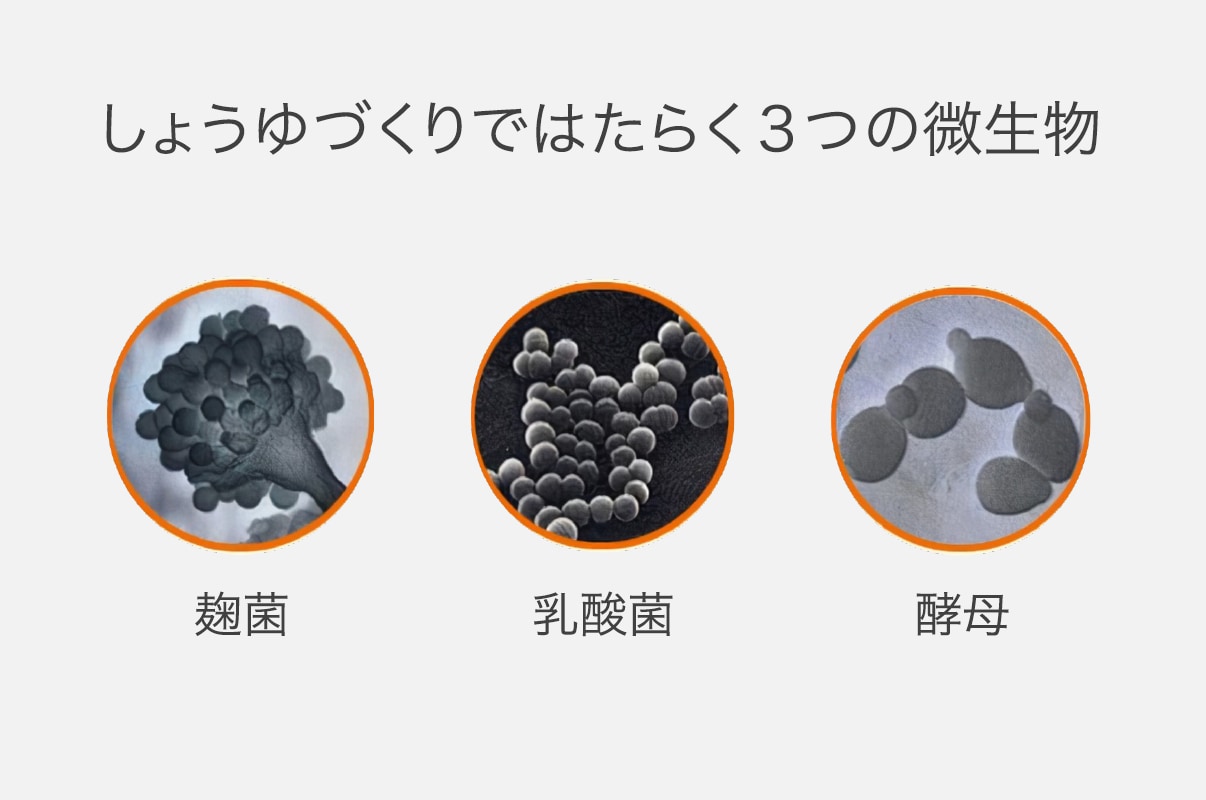 写真：しょうゆづくりではたらく３つの微生物