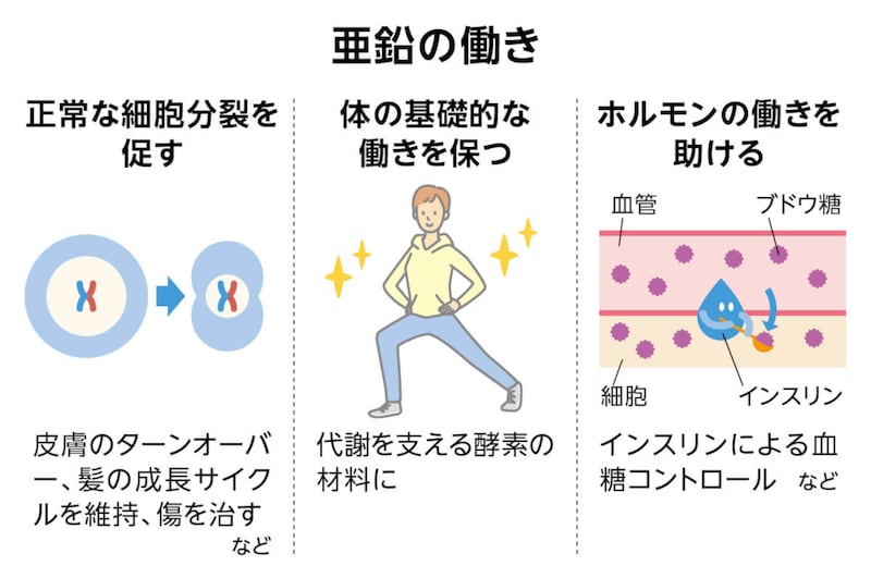 画像：亜鉛の働き