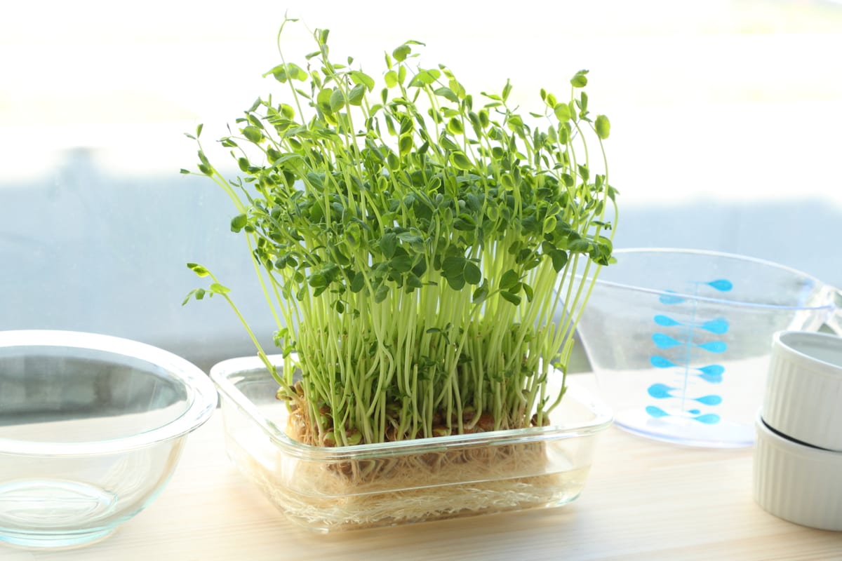 プロに聞く豆苗の育て方。生でも食べられる？栄養価やおすすめの食べ方、保存方法も！