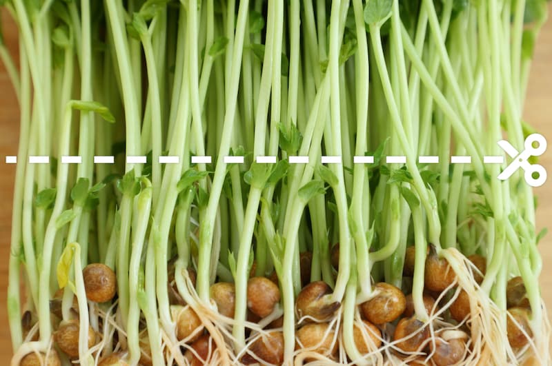 写真：カットする位置