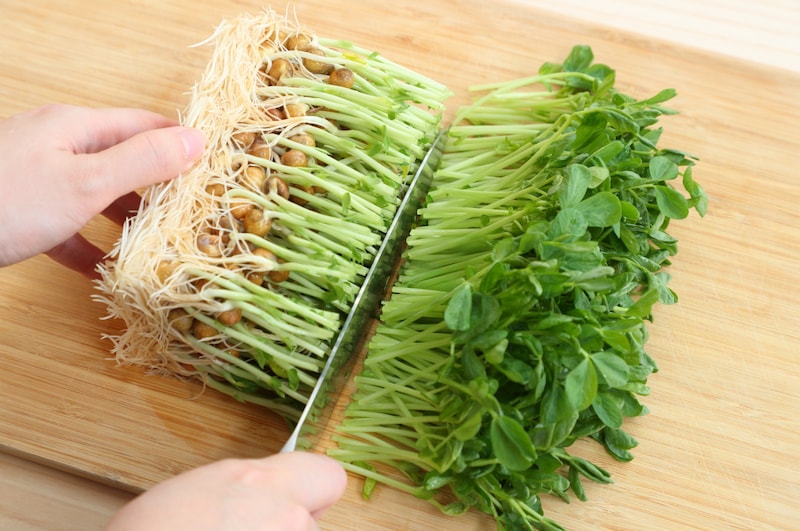 写真：豆苗をカットする