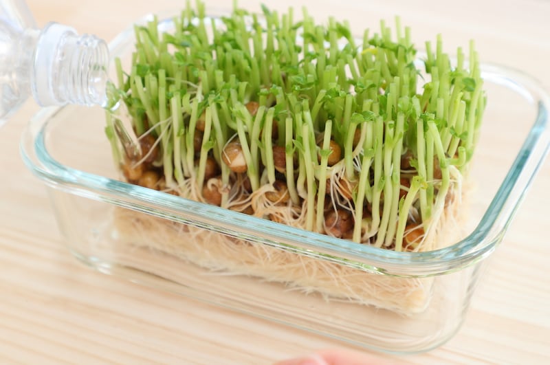 写真：容器に豆苗を立てて、水を張る