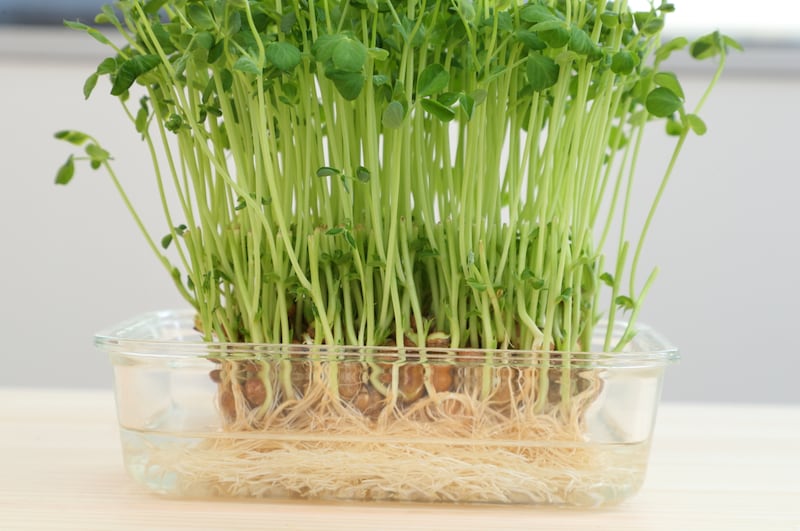 写真：再生した茎