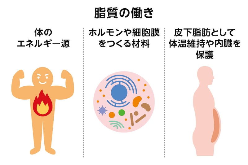 画像：脂質の働き