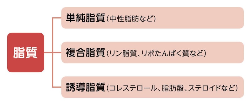 画像：脂質の種類