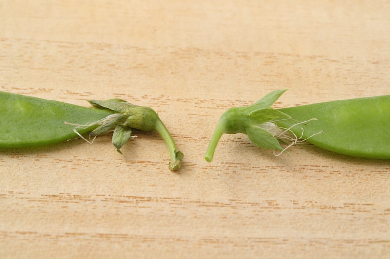 写真：左は鮮度が落ちたもの、右は収穫されてあまり時間が経っていないもの