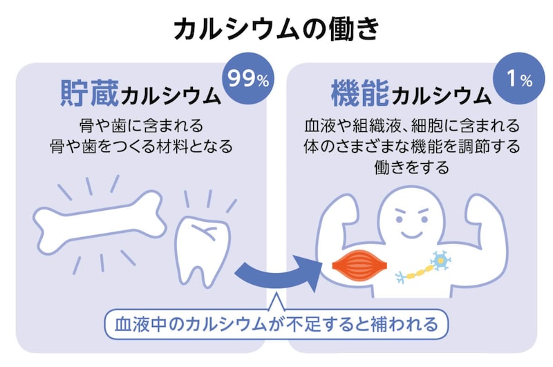 画像：カルシウムの働き